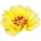 Peonija  `Yellow Waterlily`